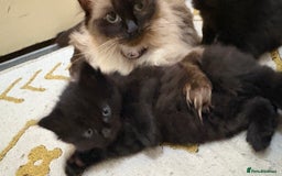 Mixed Breed cats for sale: Fluffy Half-Ragdoll Kittens - Image 11