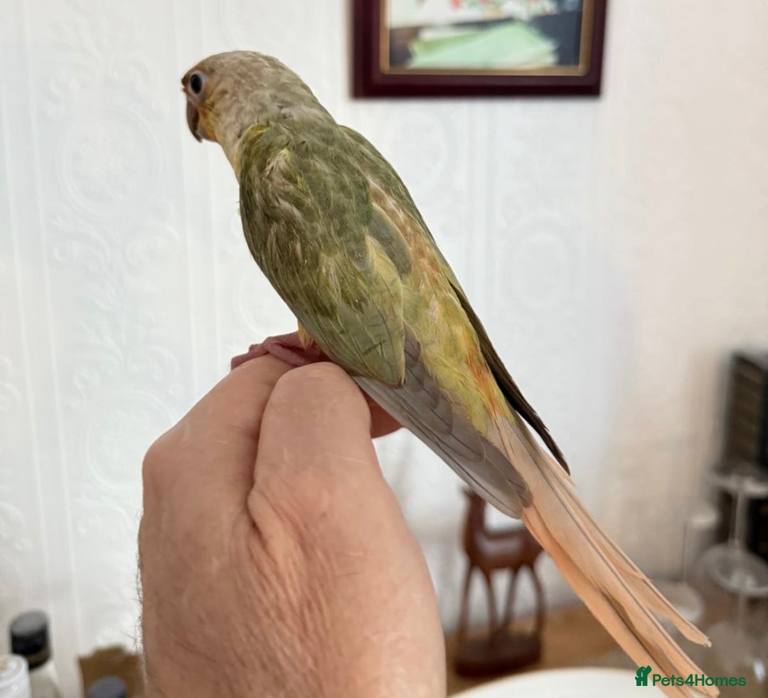 Conures birds for sale: Hand reared baby conure  in Pentre - Image 1