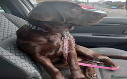 Labrador Retriever dogs for sale: Chocolate Labrador older girl - Image 2