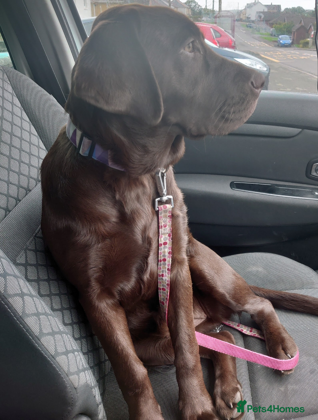 Labrador Retriever dogs for sale: Chocolate Labrador older girl - Image 2