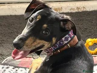 Lurcher dogs ROSCO - cat-friendly lurcher in rescue - Advert 1