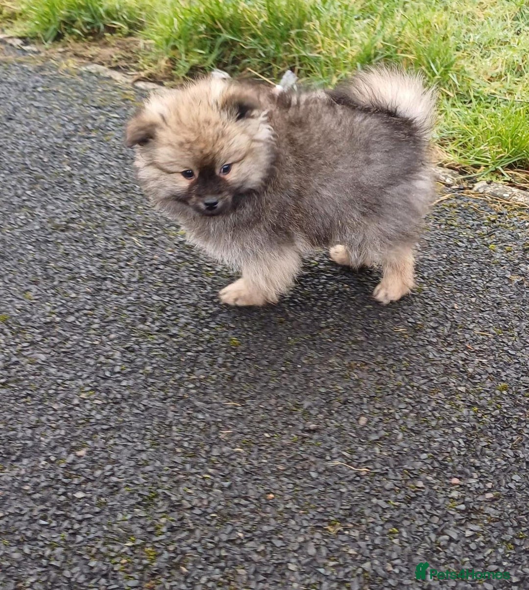 Pomeranian dogs for sale: 13 weeks female pomeranian  - Image 6