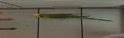 Budgerigars birds for sale: Tom and Jerry  - Advert 9