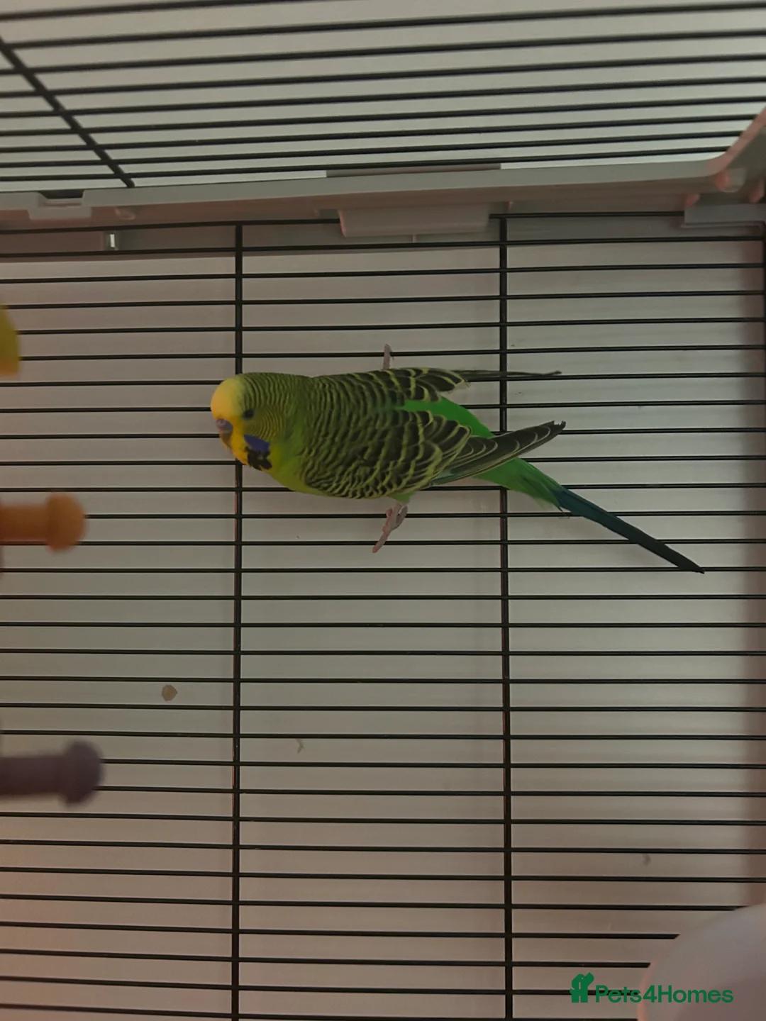 Budgerigars birds for sale: Tom and Jerry  - Advert 9