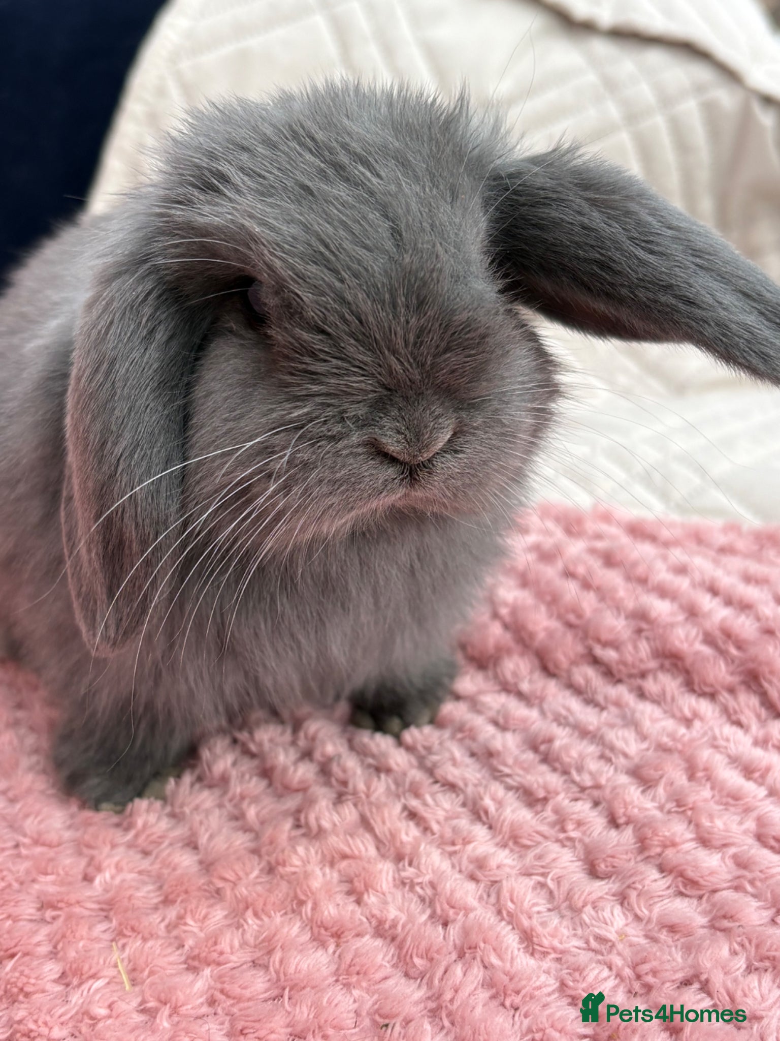 Mini Lop rabbits Mini lops-raised indoors-vaccinated  - Advert 2