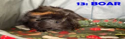 Guinea Pig rodents for sale: Various Guinea Pigs - Ready Now - Advert 25