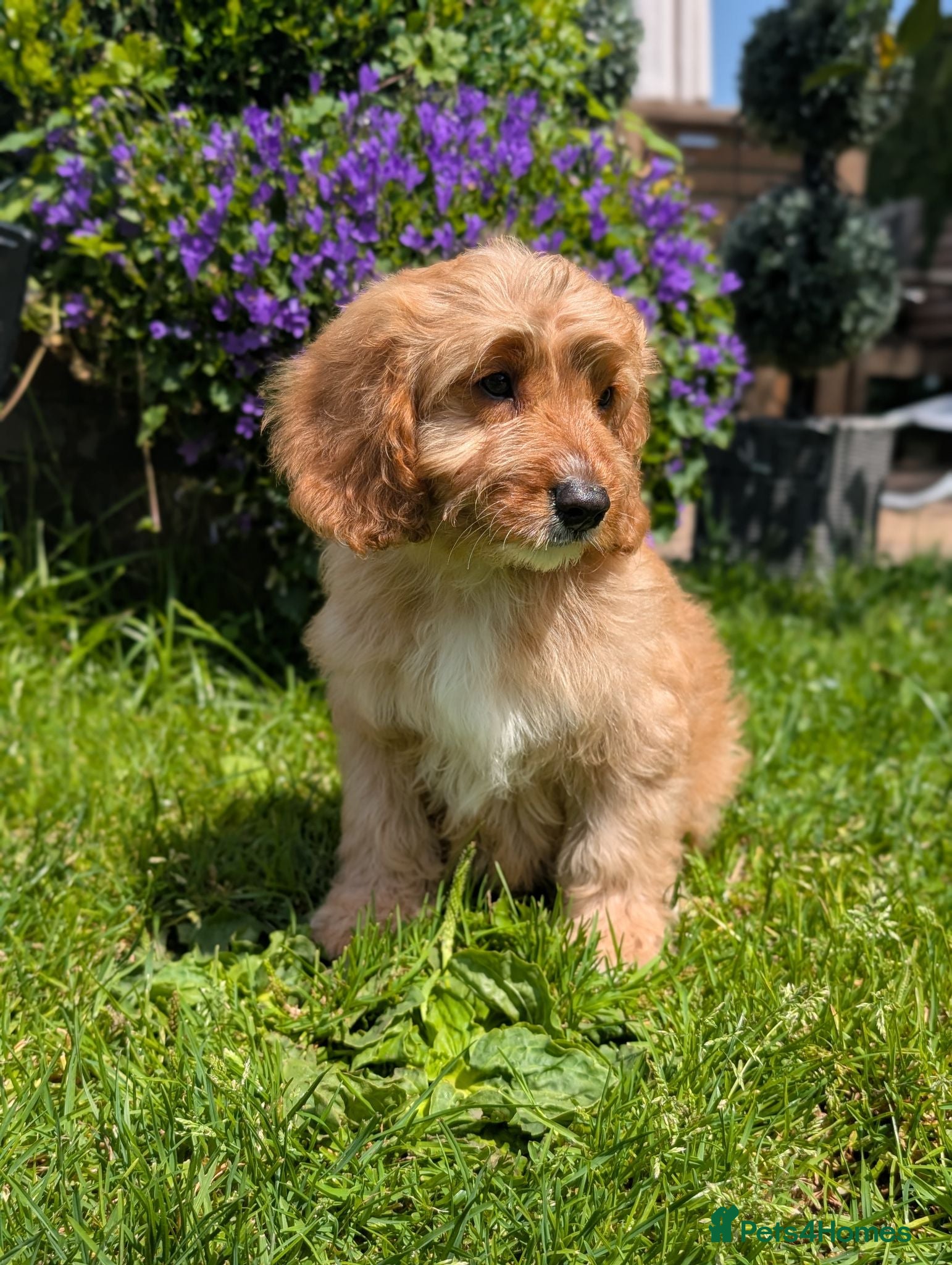 Cavapoo dogs ⭐⭐⭐⭐⭐ F1 Cavapoo puppies Health tested parents.  - Advert 1