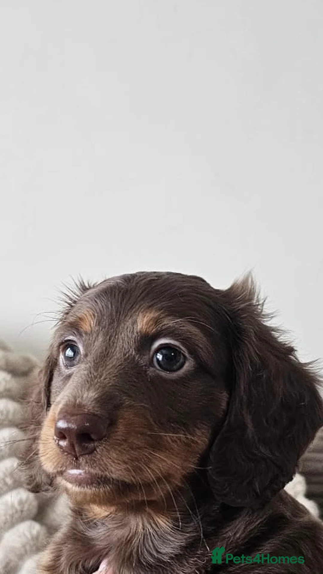 Miniature Dachshund dogs for sale: 1 female miniature long haired dachshund PRA clear - Advert 7