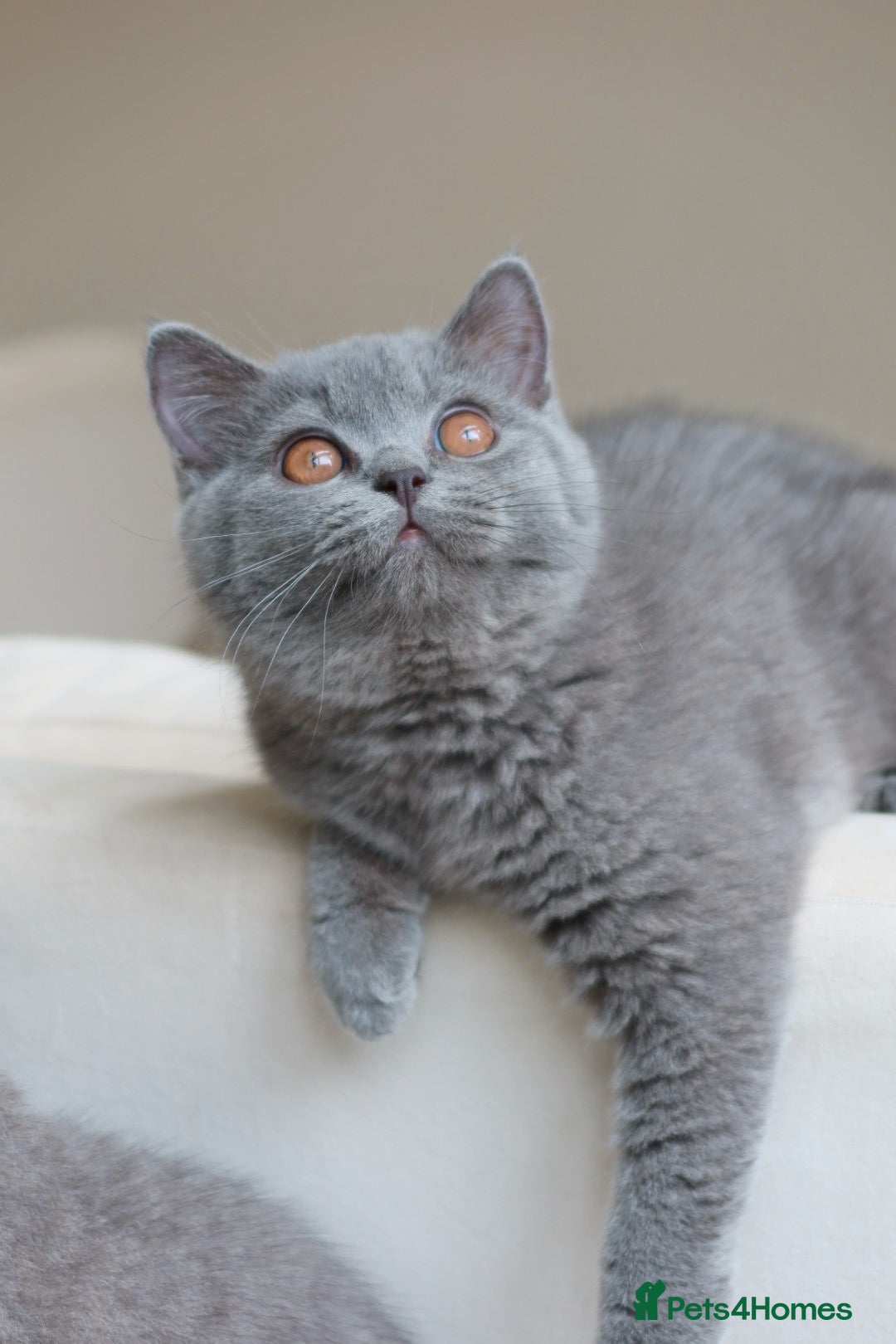 British Shorthair cats Active British Shorthair Blue Girl - READY NOW - Advert 1