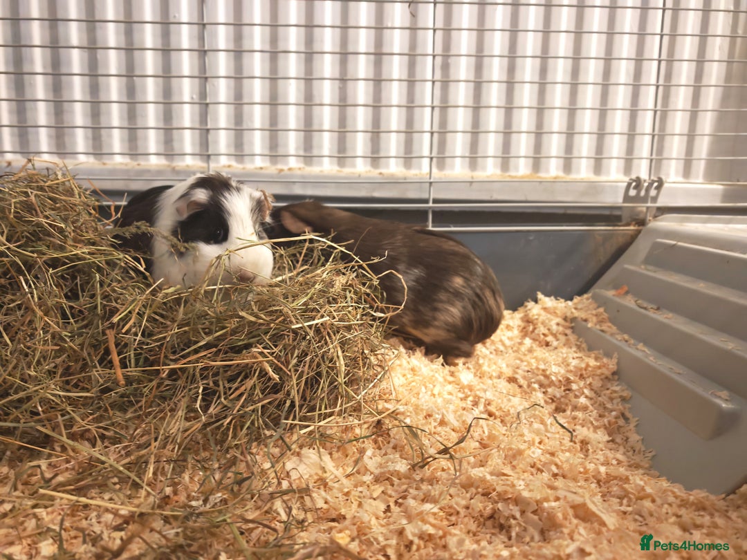 Guinea Pig rodents for sale: 2 female guinea pigs for rehoming with cage - Advert 15