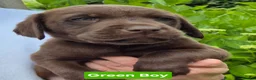 Labrador Retriever dogs for sale: Ready Now Exceptional 0/0 KCReg Chocolate Labrador - Advert 3