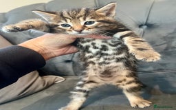 Bengal cats for sale: Stunning litter of Pure Bengals - Image 5