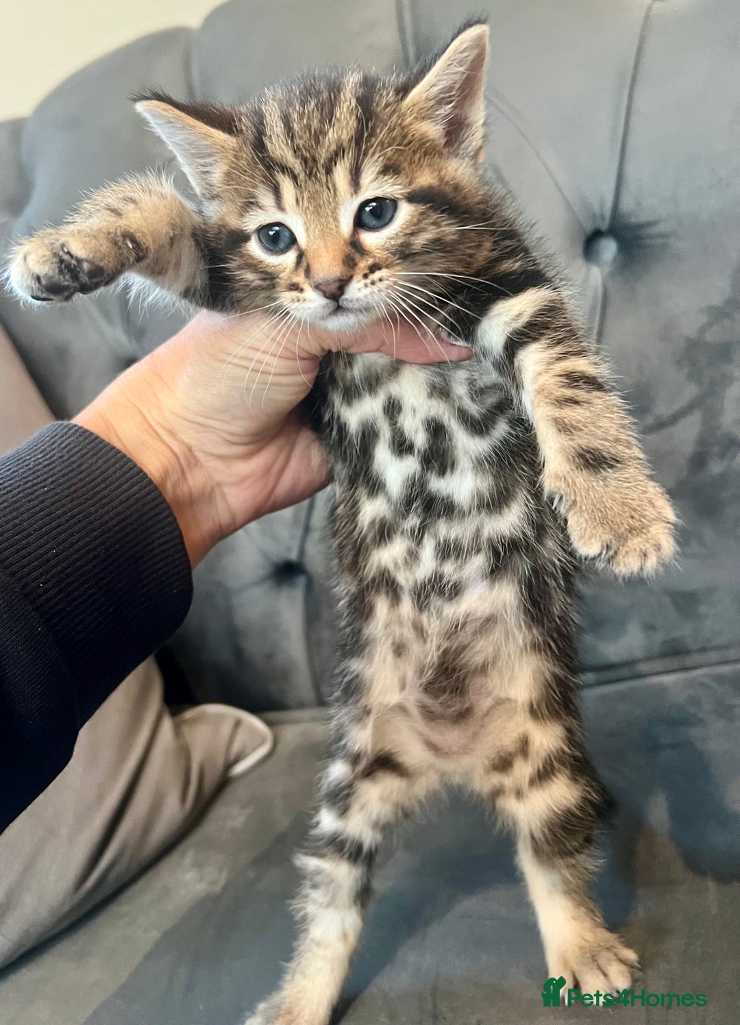 Bengal cats for sale: Stunning litter of Pure Bengals - Image 5