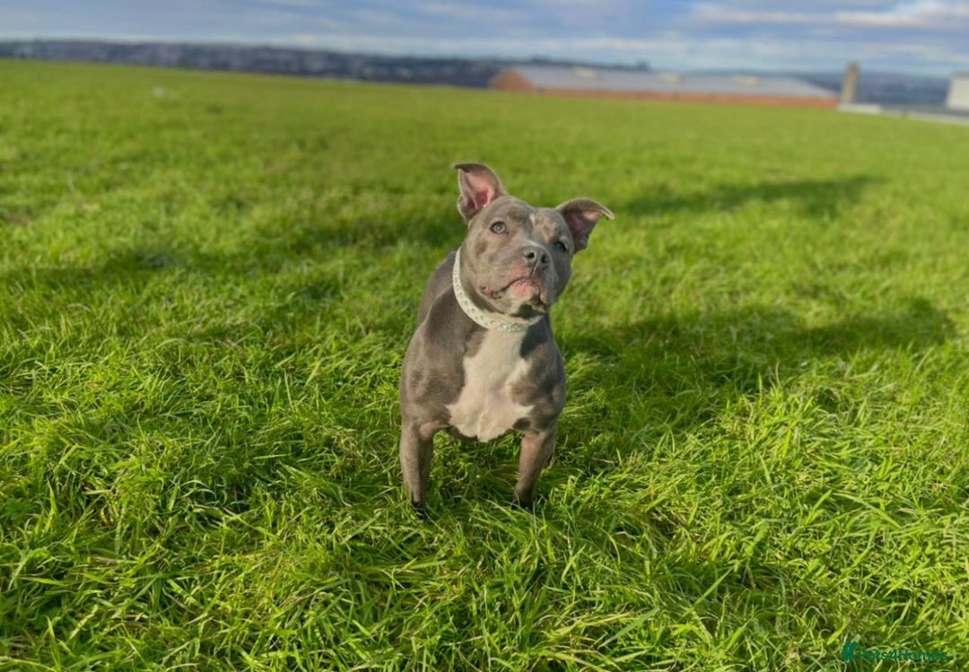 Staffordshire Bull Terrier dogs for sale: Blue Staffordshire Bull Terrier Champion Pup - Advert 12