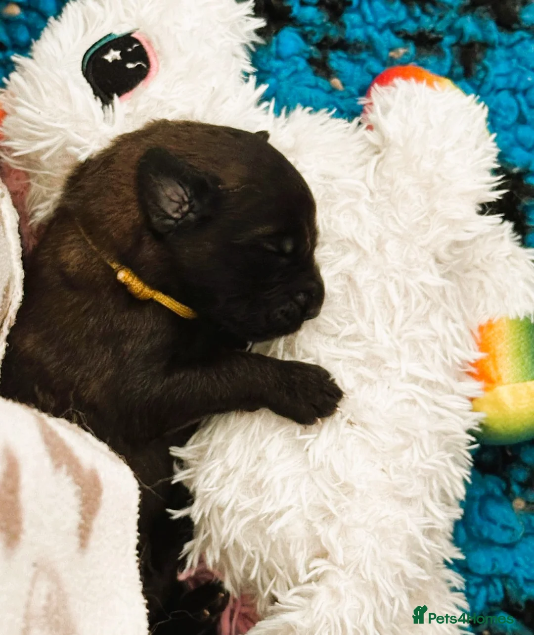 Leonberger dogs for sale: Leonberger Puppies - Advert 3