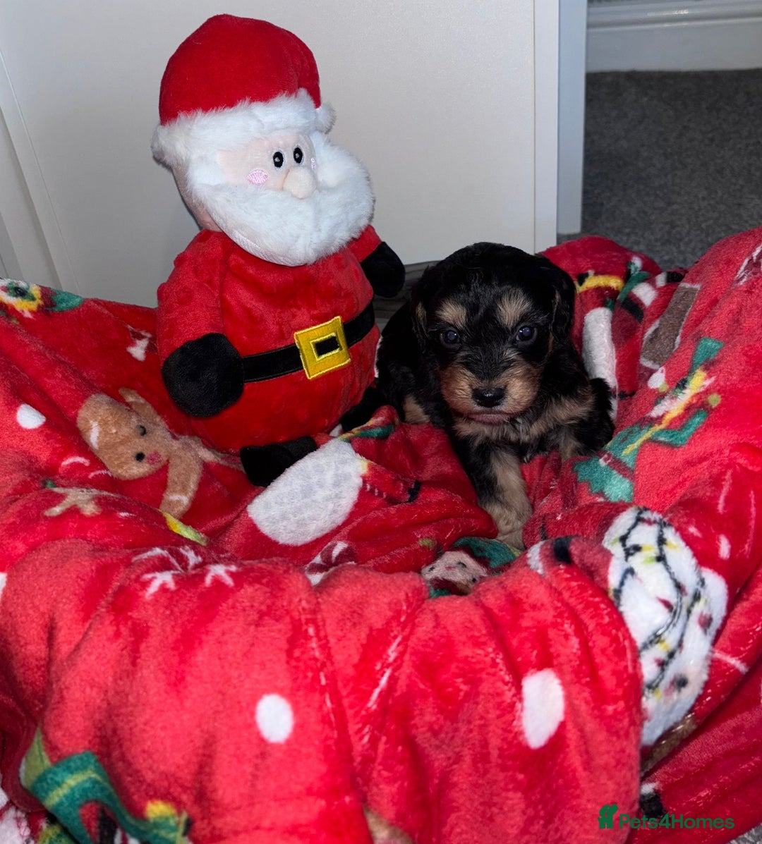 Cockapoo dogs for sale: 3 remaining Adorable cockapoo puppies  - Advert 23