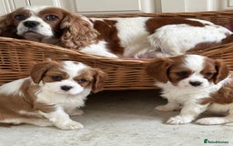 Cavalier King Charles Spaniel dogs for sale: Beautiful cavalier King Charles puppy’s  - Advert 5