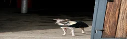 Italian Greyhound dogs for stud: 🤩 Italian greyhound stud dog available 🤩 - Advert 3