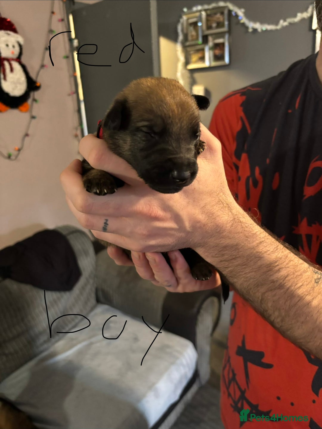 Mixed Breed dogs for sale: German Shepard x Belgian malinios - Advert 2