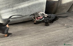 Dachshund dogs for sale: Dachshund puppy male - Advert 14