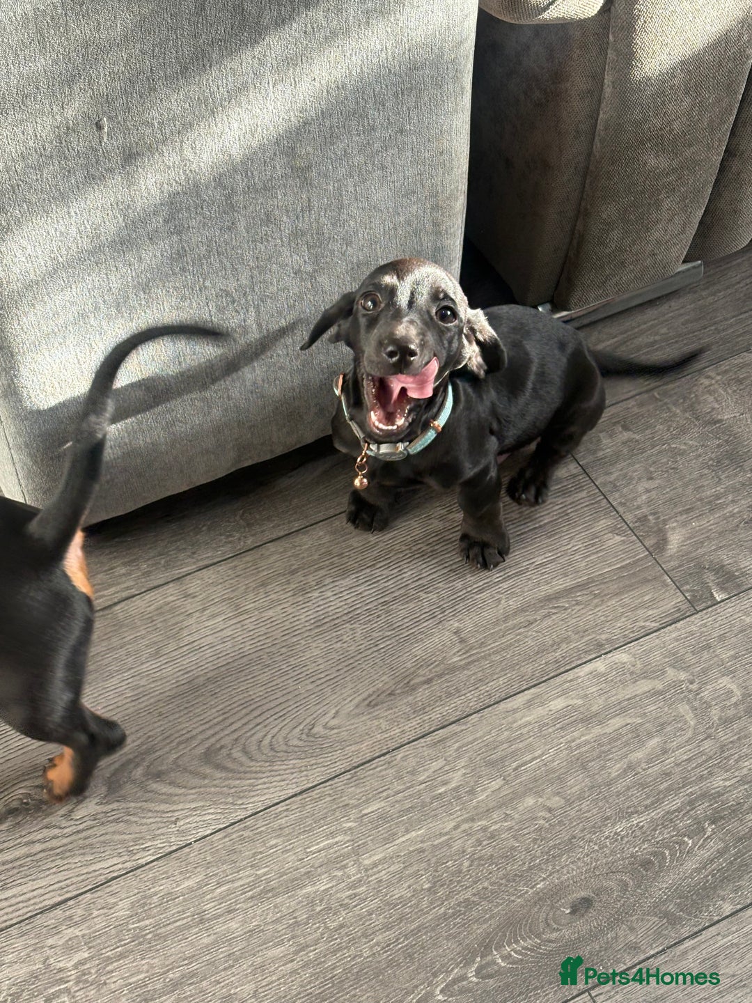 Dachshund dogs for sale: Dachshund puppy male - Advert 14