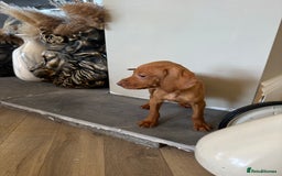 Hungarian Vizsla dogs for sale: 🐾KC Registered Hungarian Vizsla puppies🐾 - Image 3