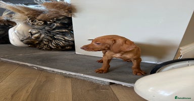 Hungarian Vizsla dogs - Advert 10