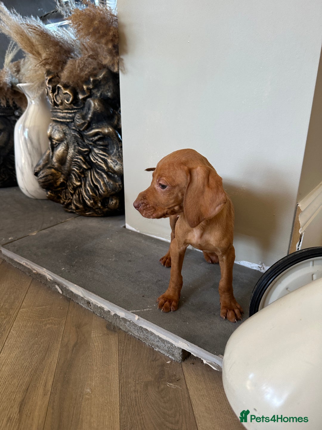 Hungarian Vizsla dogs for sale: 🐾KC Registered Hungarian Vizsla puppies🐾 - Image 3