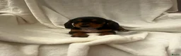 Dachshund dogs for sale: Full breed miniature dachshund  in Uxbridge - Advert 8