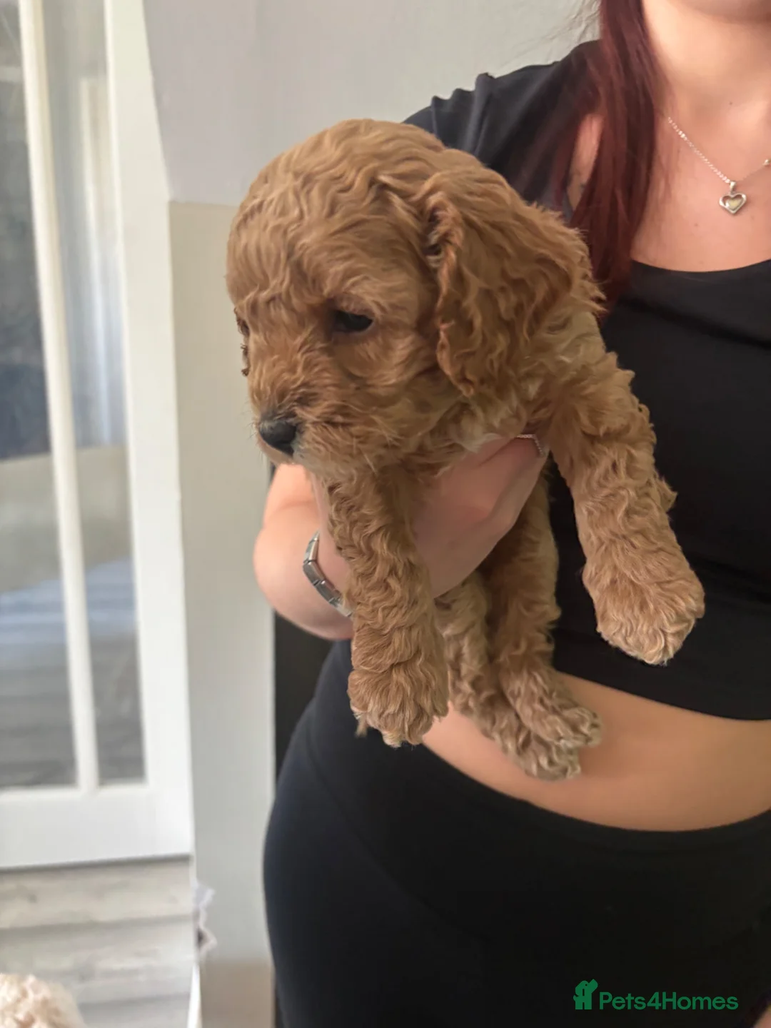 Toy Poodle dogs for stud: KC Toy Poodle Health Tested - Advert 13
