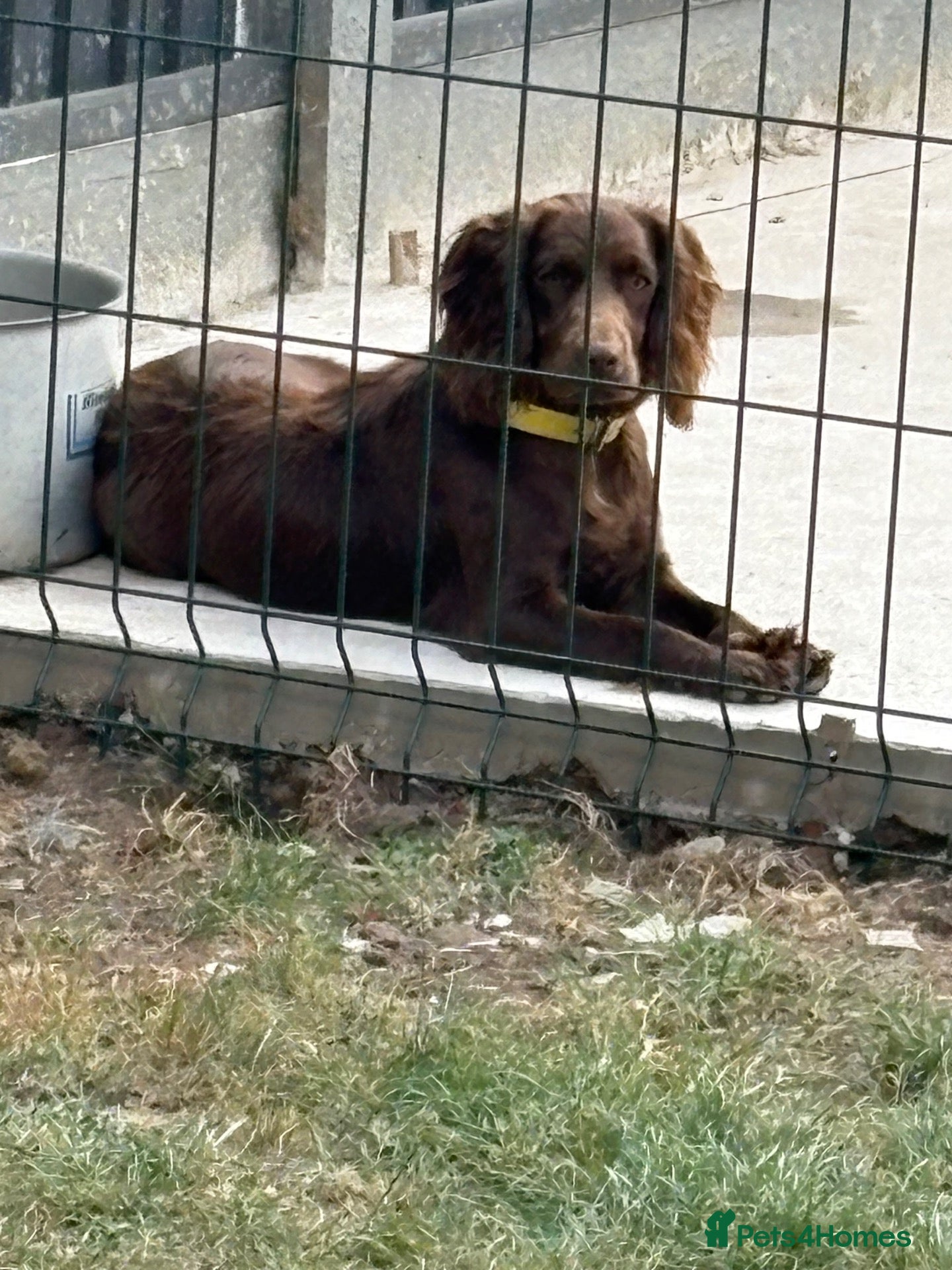 Mixed Breed dogs Sprocker pups - Advert 10