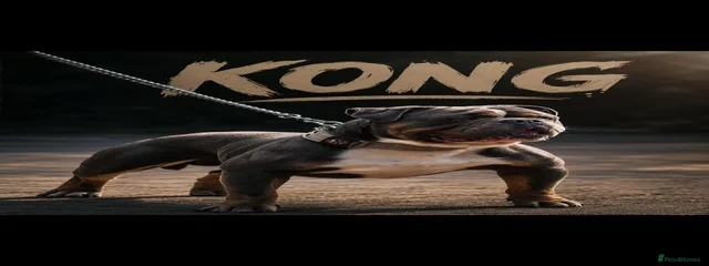 Kong