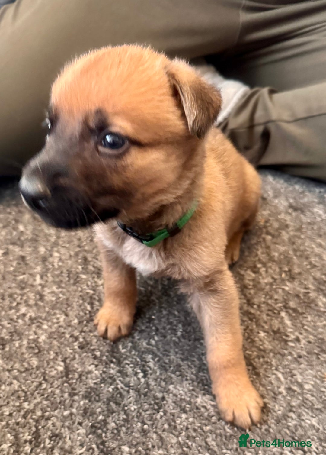 Mixed Breed dogs for sale: German Sheperd cross Lurcher Puppies - Image 2
