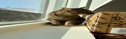 British Shorthair cats for sale: Tabby boy available  - Advert 9