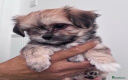 Mixed Breed dogs for sale: Tini Malchi puppies  - Image 8