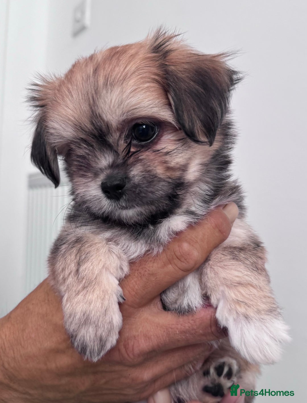 Mixed Breed dogs for sale: Tini Malchi puppies  - Image 8