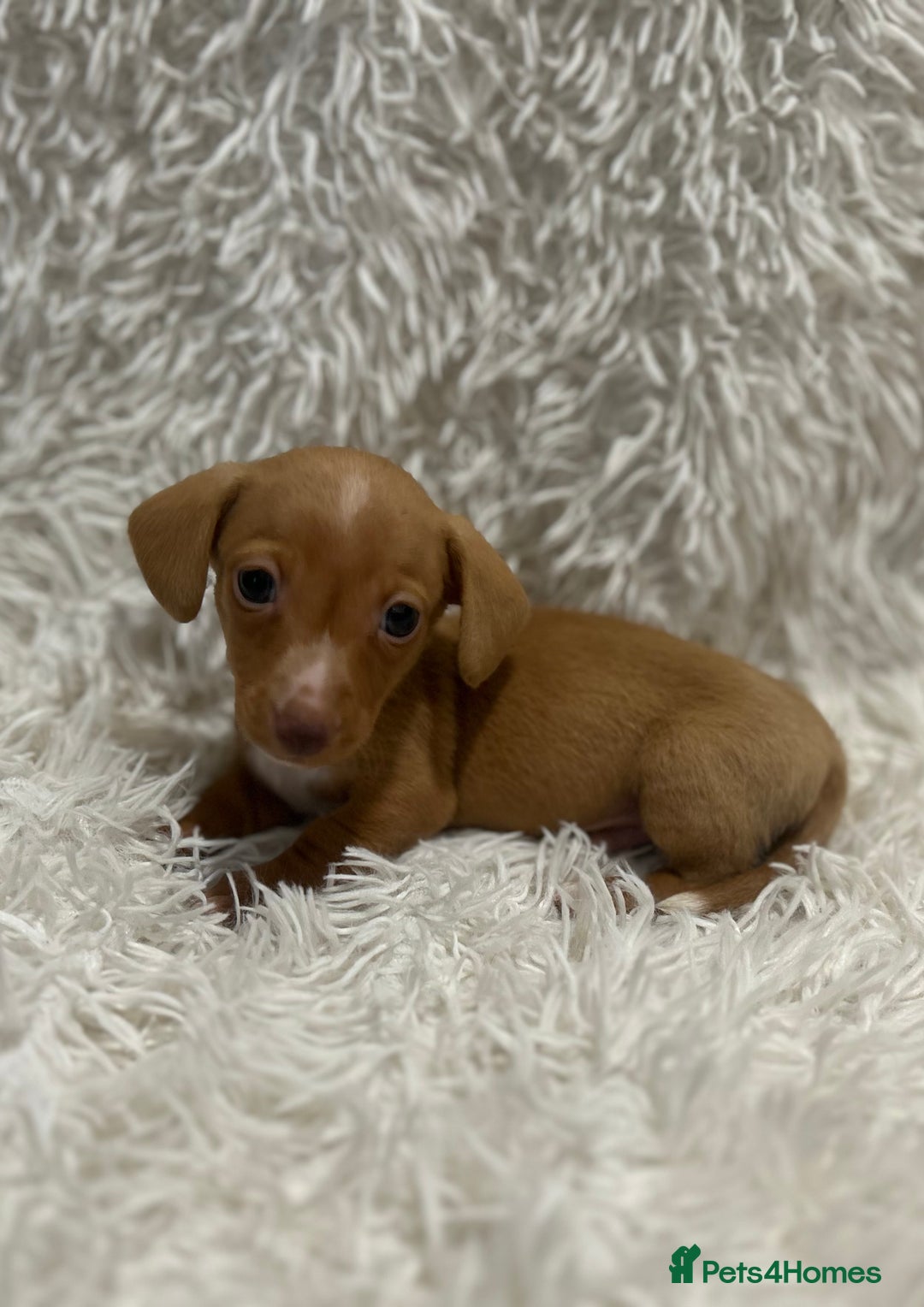 Miniature Dachshund dogs for sale: 1 boy left Ready to leave  - Advert 7