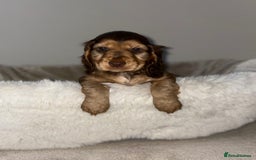 Cocker Spaniel dogs for sale: Show cocker spaniel puppies /ready to leave  - Image 14
