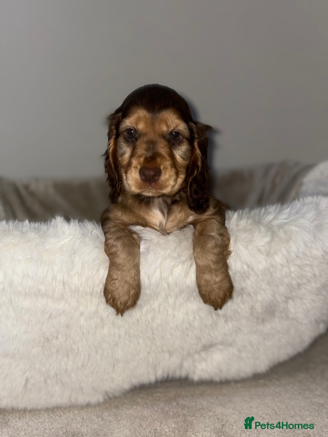 Cocker Spaniel dogs for sale: Show cocker spaniel puppies /ready to leave  - Image 14