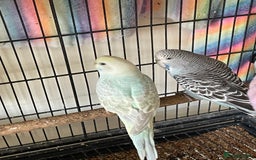 Budgerigars birds for sale: Baby Budgies’s xx males and females available  in Knutsford - Image 9