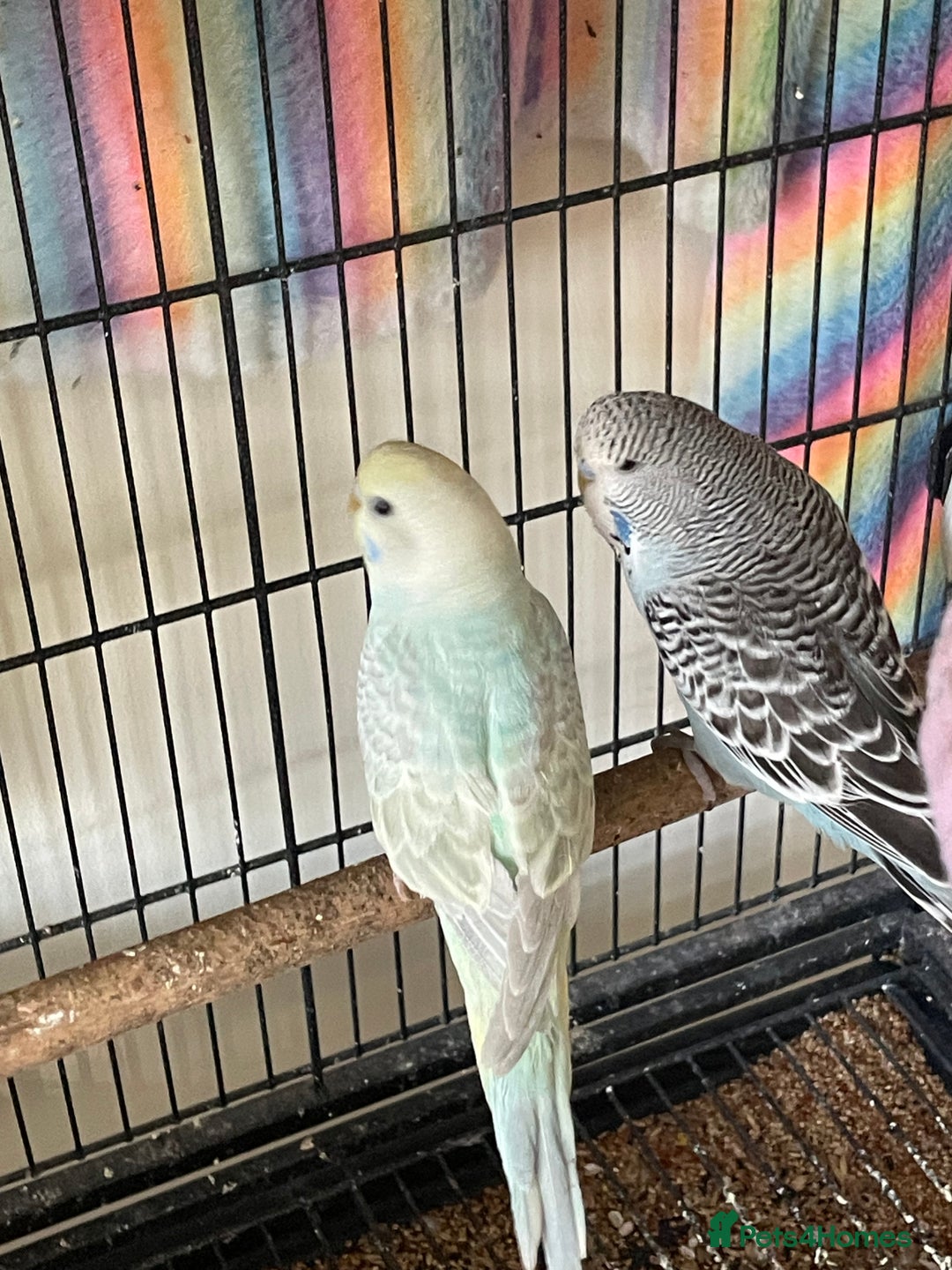 Budgerigars birds for sale: Baby Budgies’s xx males and females available  in Knutsford - Image 9