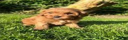 Cavapoo dogs for sale: Ready now, 1 Cavapoo puppy - Advert 24