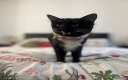 Siamese cats for sale: Female tuxedo cat - Image 7