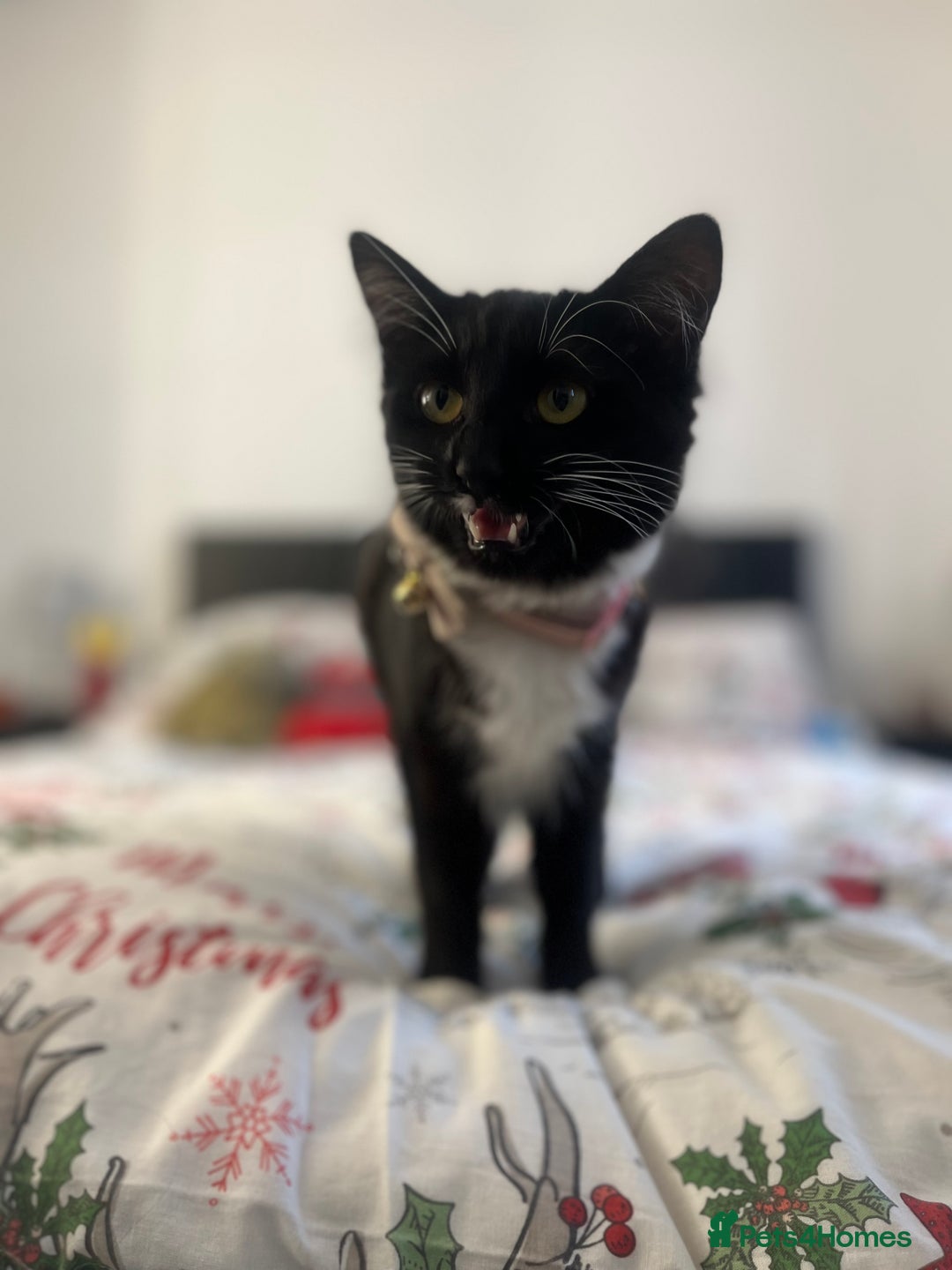 Siamese cats for sale: Female tuxedo cat - Image 7