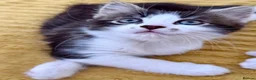 Mixed Breed cats for sale: Stunning 4 Tabby  Kittens Ready for Homes - Advert 4