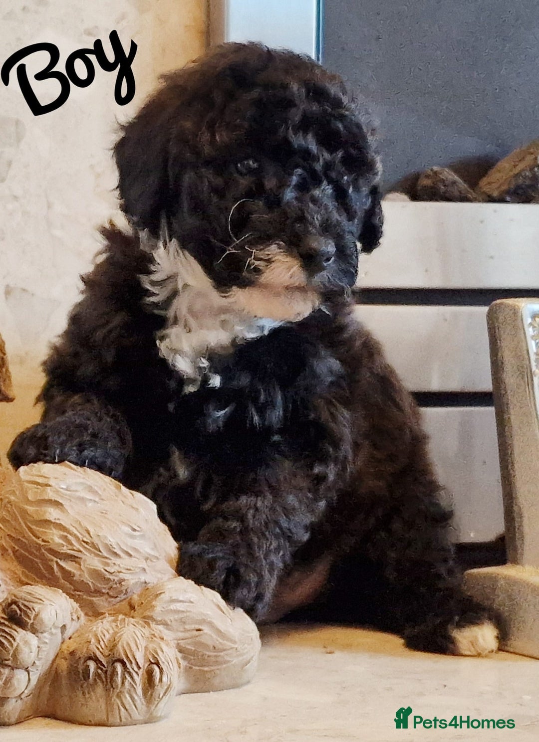 Mixed Breed dogs for sale: Westipoo pups - Advert 7