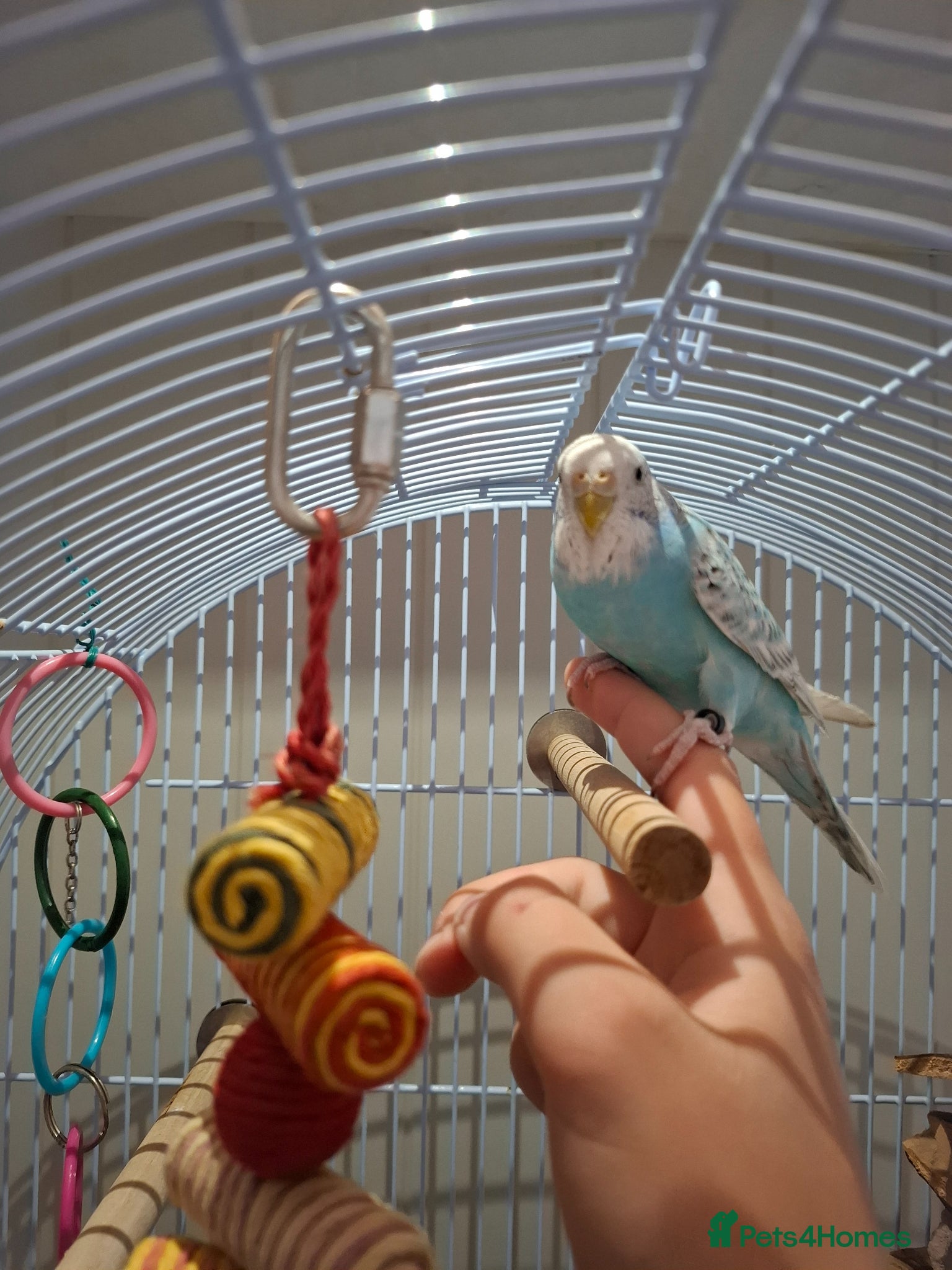 Budgerigars birds Blue Grey White Female Budgie - Advert 12