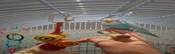 Budgerigars birds for sale: Blue Grey White Female Budgie - Advert 2