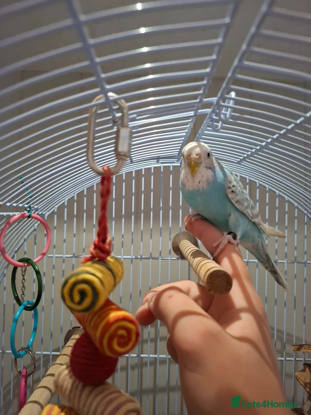 Budgerigars birds for sale: Blue Grey White Female Budgie - Advert 2