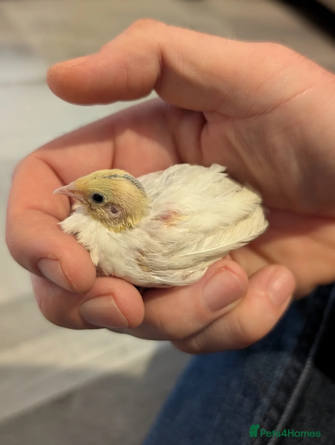 Quail poultry for sale: Beautiful Chinese painted quails (button quail) - Advert 1